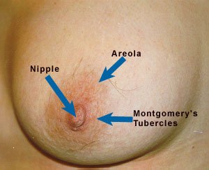 Montgomery-Tubercules